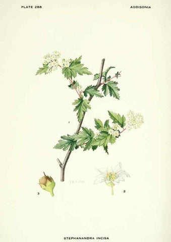 Reproducción/Reproduction 46004952325: Addisonia :. New York :New York Botanical Garden,1916-[1964].. 