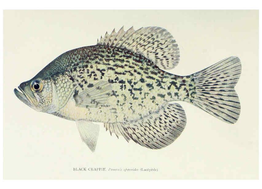 Reproducción/Reproduction 46919380201: The fishes of Illinois,. [Danville, Ill.] :Pub. by authority of the state Legislature,[1908]. 