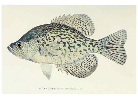 Reproducción/Reproduction 46919380201: The fishes of Illinois,. [Danville, Ill.] :Pub. by authority of the state Legislature,[1908]. 