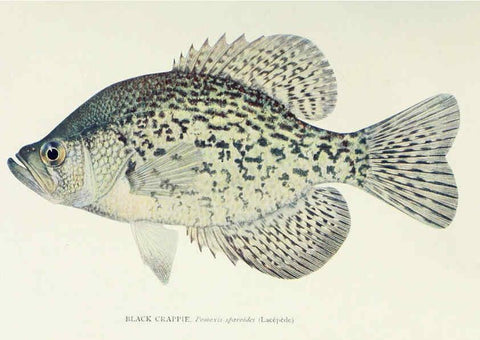 Reproducción/Reproduction 46919380201: The fishes of Illinois,. [Danville, Ill.] :Pub. by authority of the state Legislature,[1908]. 