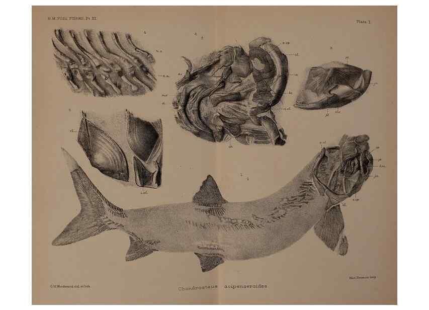 Reproducción/Reproduction 33044075828: Catalogue of the fossil fishes in the British Museum (Natural History) .... London,Printed by order of the Trustees,1889-1901.. 