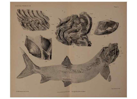 Reproducción/Reproduction 33044075828: Catalogue of the fossil fishes in the British Museum (Natural History) .... London,Printed by order of the Trustees,1889-1901.. 