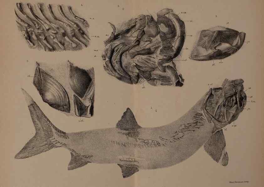 Reproducción/Reproduction 33044075828: Catalogue of the fossil fishes in the British Museum (Natural History) .... London,Printed by order of the Trustees,1889-1901.. 