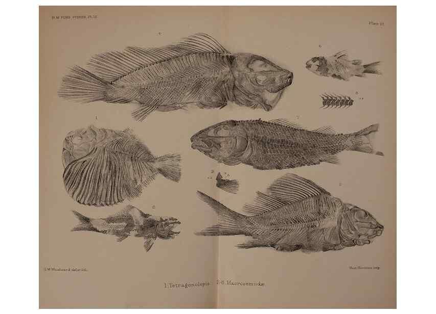 Reproducción/Reproduction 46919428391: Catalogue of the fossil fishes in the British Museum (Natural History) .... London,Printed by order of the Trustees,1889-1901.. 