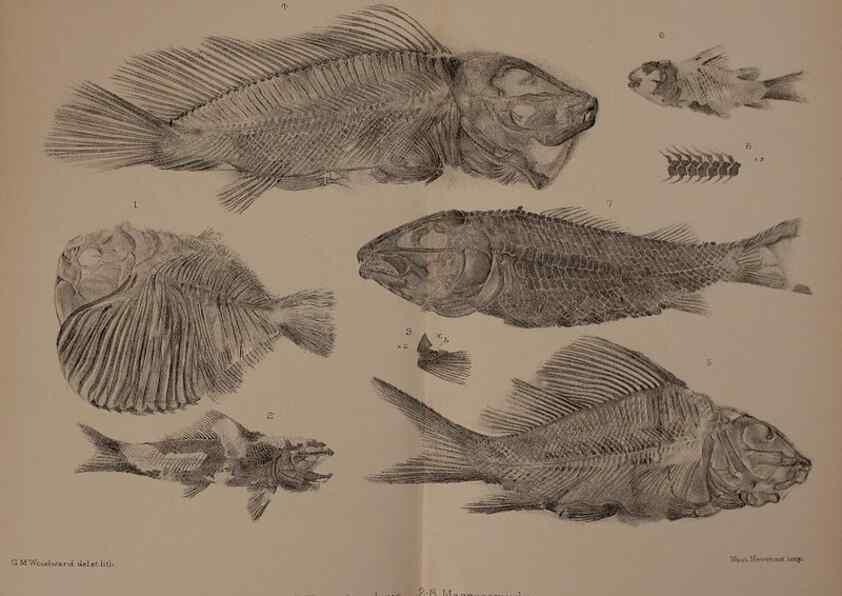 Reproducción/Reproduction 46919428391: Catalogue of the fossil fishes in the British Museum (Natural History) .... London,Printed by order of the Trustees,1889-1901.. 