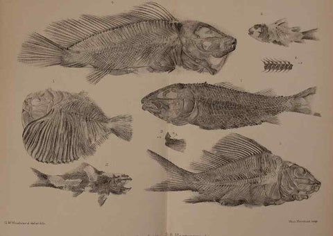 Reproducción/Reproduction 46919428391: Catalogue of the fossil fishes in the British Museum (Natural History) .... London,Printed by order of the Trustees,1889-1901.. 