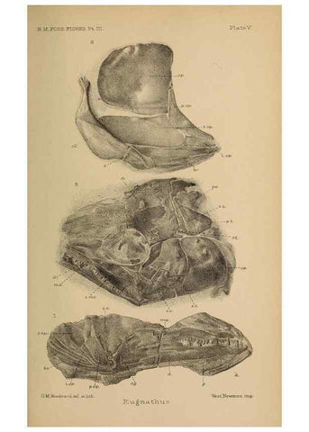 Reproducción/Reproduction 46867313212: Catalogue of the fossil fishes in the British Museum (Natural History) .... London,Printed by order of the Trustees,1889-1901.. 