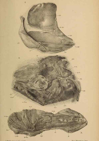 Reproducción/Reproduction 46867313212: Catalogue of the fossil fishes in the British Museum (Natural History) .... London,Printed by order of the Trustees,1889-1901.. 