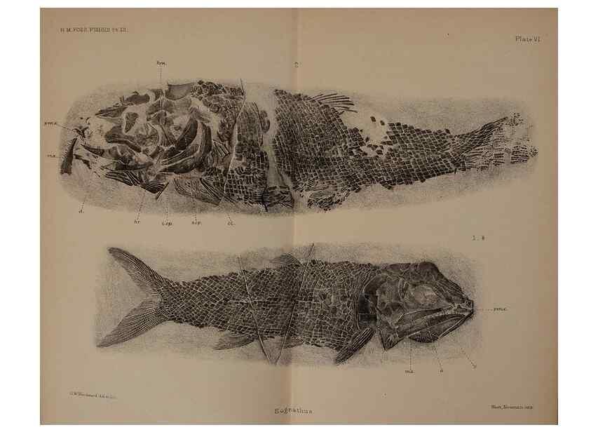 Reproducción/Reproduction 31978264867: Catalogue of the fossil fishes in the British Museum (Natural History) .... London,Printed by order of the Trustees,1889-1901.. 