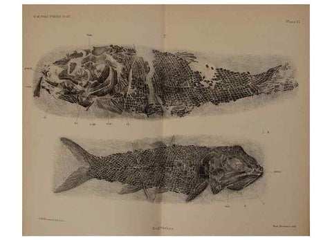 Reproducción/Reproduction 31978264867: Catalogue of the fossil fishes in the British Museum (Natural History) .... London,Printed by order of the Trustees,1889-1901.. 