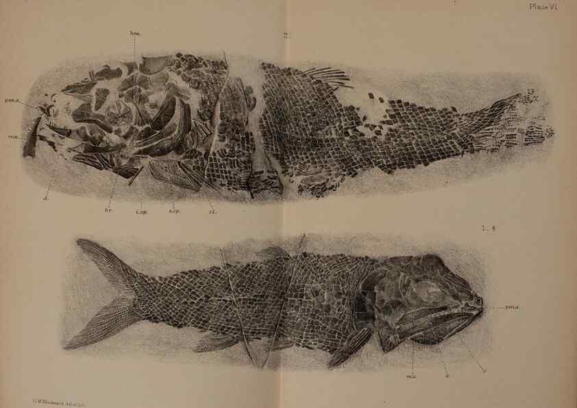 Reproducción/Reproduction 31978264867: Catalogue of the fossil fishes in the British Museum (Natural History) .... London,Printed by order of the Trustees,1889-1901.. 