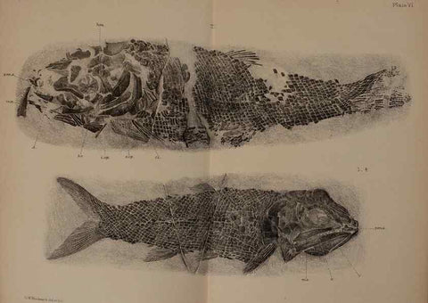 Reproducción/Reproduction 31978264867: Catalogue of the fossil fishes in the British Museum (Natural History) .... London,Printed by order of the Trustees,1889-1901.. 
