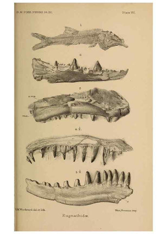 Reproducción/Reproduction 33044080138: Catalogue of the fossil fishes in the British Museum (Natural History) .... London,Printed by order of the Trustees,1889-1901.. 