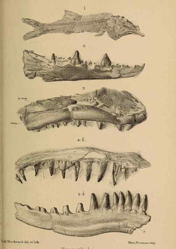 Reproducción/Reproduction 33044080138: Catalogue of the fossil fishes in the British Museum (Natural History) .... London,Printed by order of the Trustees,1889-1901.. 