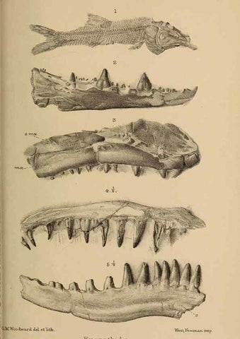 Reproducción/Reproduction 33044080138: Catalogue of the fossil fishes in the British Museum (Natural History) .... London,Printed by order of the Trustees,1889-1901.. 