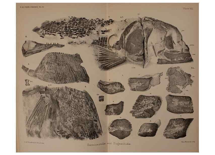 Reproducción/Reproduction 46867320522: Catalogue of the fossil fishes in the British Museum (Natural History) .... London,Printed by order of the Trustees,1889-1901.. 