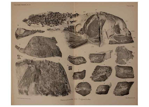 Reproducción/Reproduction 46867320522: Catalogue of the fossil fishes in the British Museum (Natural History) .... London,Printed by order of the Trustees,1889-1901.. 