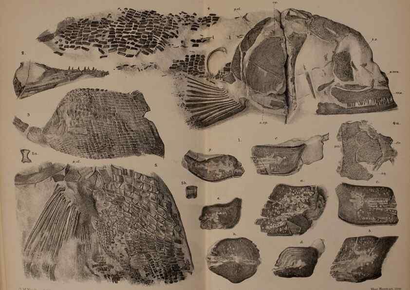 Reproducción/Reproduction 46867320522: Catalogue of the fossil fishes in the British Museum (Natural History) .... London,Printed by order of the Trustees,1889-1901.. 