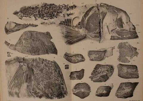 Reproducción/Reproduction 46867320522: Catalogue of the fossil fishes in the British Museum (Natural History) .... London,Printed by order of the Trustees,1889-1901.. 