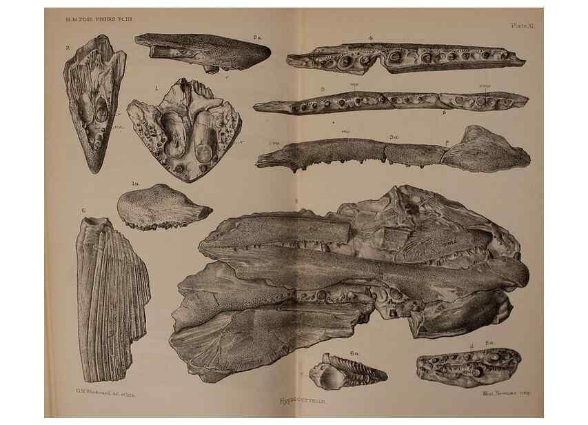 Reproducción/Reproduction 39954674973: Catalogue of the fossil fishes in the British Museum (Natural History) .... London,Printed by order of the Trustees,1889-1901.. 