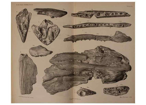 Reproducción/Reproduction 39954674973: Catalogue of the fossil fishes in the British Museum (Natural History) .... London,Printed by order of the Trustees,1889-1901.. 