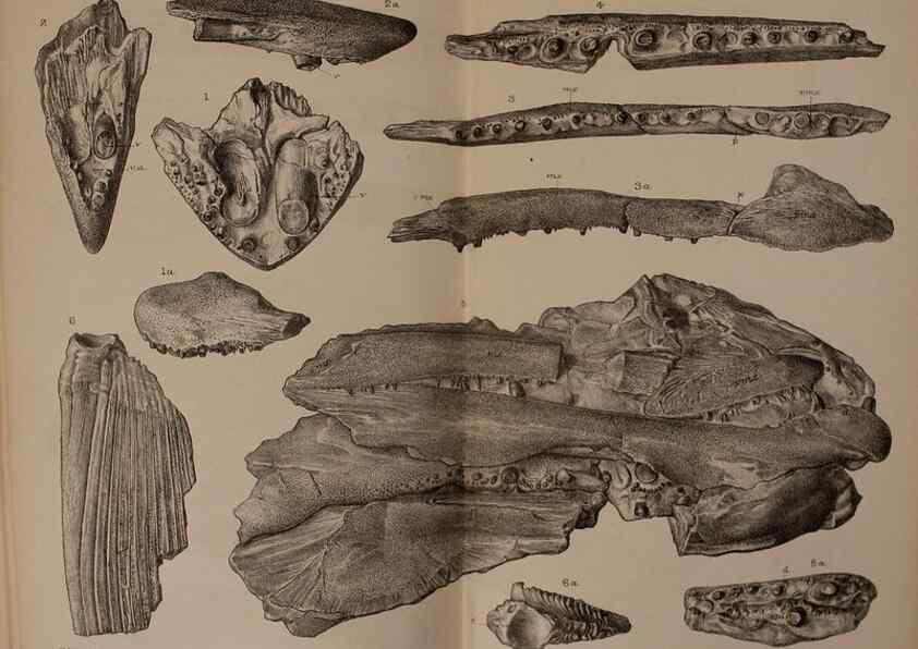 Reproducción/Reproduction 39954674973: Catalogue of the fossil fishes in the British Museum (Natural History) .... London,Printed by order of the Trustees,1889-1901.. 