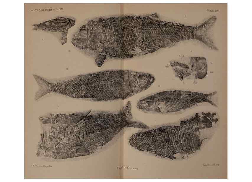 Reproducción/Reproduction 33044087018: Catalogue of the fossil fishes in the British Museum (Natural History) .... London,Printed by order of the Trustees,1889-1901.. 