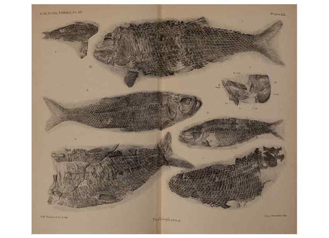 Reproducción/Reproduction 33044087018: Catalogue of the fossil fishes in the British Museum (Natural History) .... London,Printed by order of the Trustees,1889-1901.. 