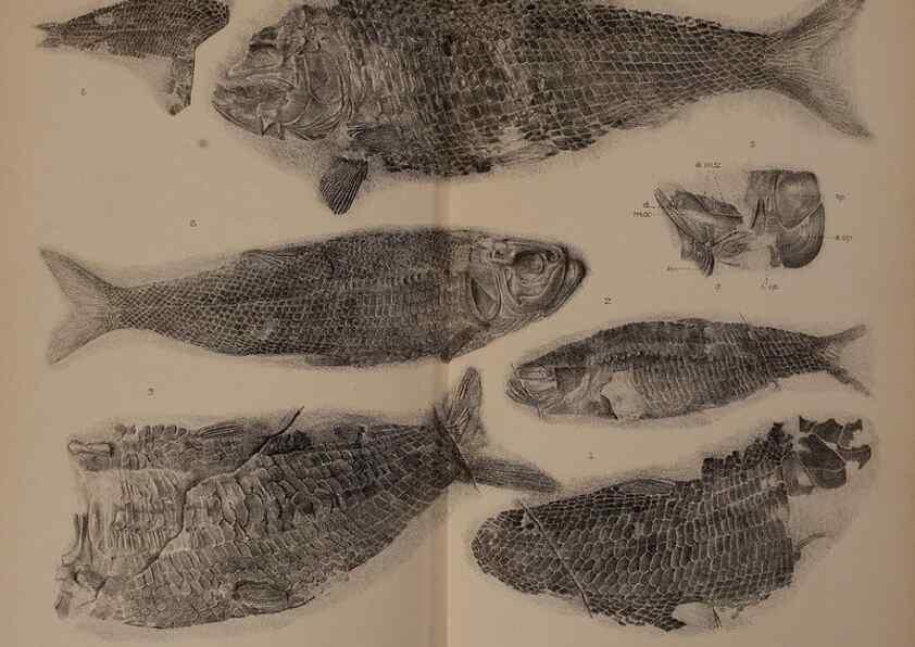 Reproducción/Reproduction 33044087018: Catalogue of the fossil fishes in the British Museum (Natural History) .... London,Printed by order of the Trustees,1889-1901.. 