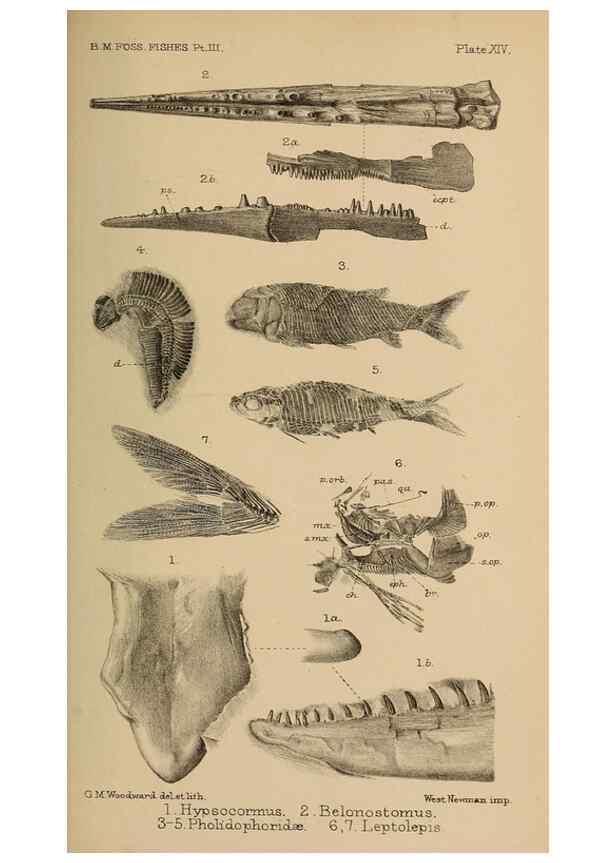 Reproducción/Reproduction 46005082555: Catalogue of the fossil fishes in the British Museum (Natural History) .... London,Printed by order of the Trustees,1889-1901.. 