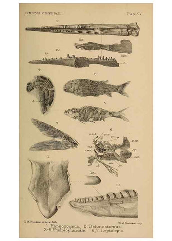 Reproducción/Reproduction 46005082555: Catalogue of the fossil fishes in the British Museum (Natural History) .... London,Printed by order of the Trustees,1889-1901.. 
