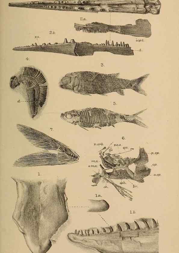 Reproducción/Reproduction 46005082555: Catalogue of the fossil fishes in the British Museum (Natural History) .... London,Printed by order of the Trustees,1889-1901.. 