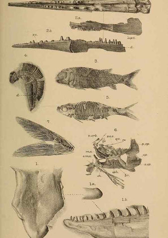 Reproducción/Reproduction 46005082555: Catalogue of the fossil fishes in the British Museum (Natural History) .... London,Printed by order of the Trustees,1889-1901.. 