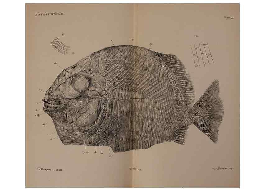 Reproducción/Reproduction 31978275377: Catalogue of the fossil fishes in the British Museum (Natural History) .... London,Printed by order of the Trustees,1889-1901.. 
