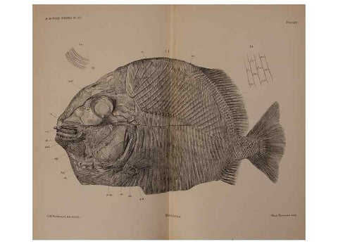 Reproducción/Reproduction 31978275377: Catalogue of the fossil fishes in the British Museum (Natural History) .... London,Printed by order of the Trustees,1889-1901.. 