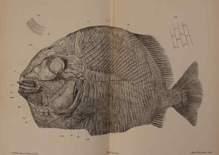 Reproducción/Reproduction 31978275377: Catalogue of the fossil fishes in the British Museum (Natural History) .... London,Printed by order of the Trustees,1889-1901.. 