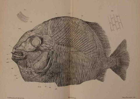 Reproducción/Reproduction 31978275377: Catalogue of the fossil fishes in the British Museum (Natural History) .... London,Printed by order of the Trustees,1889-1901.. 