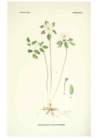 Reproducción/Reproduction 46919316191: Addisonia :. New York :New York Botanical Garden,1916-[1964].. 