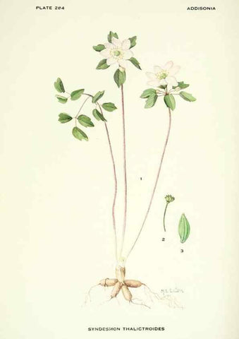 Reproducción/Reproduction 46919316191: Addisonia :. New York :New York Botanical Garden,1916-[1964].. 
