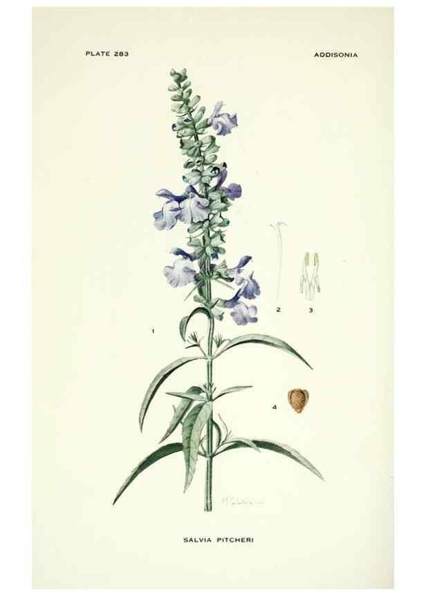 Reproducción/Reproduction 46867148242: Addisonia :. New York :New York Botanical Garden,1916-[1964].. 
