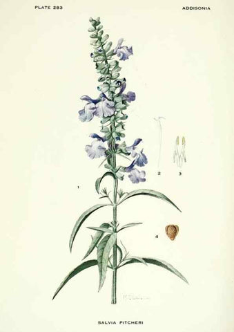 Reproducción/Reproduction 46867148242: Addisonia :. New York :New York Botanical Garden,1916-[1964].. 