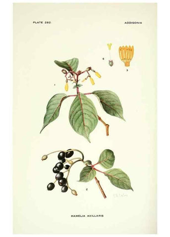 Reproducción/Reproduction 46867146782: Addisonia :. New York :New York Botanical Garden,1916-[1964].. 