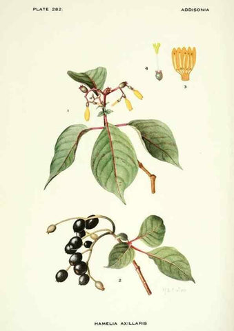 Reproducción/Reproduction 46867146782: Addisonia :. New York :New York Botanical Garden,1916-[1964].. 