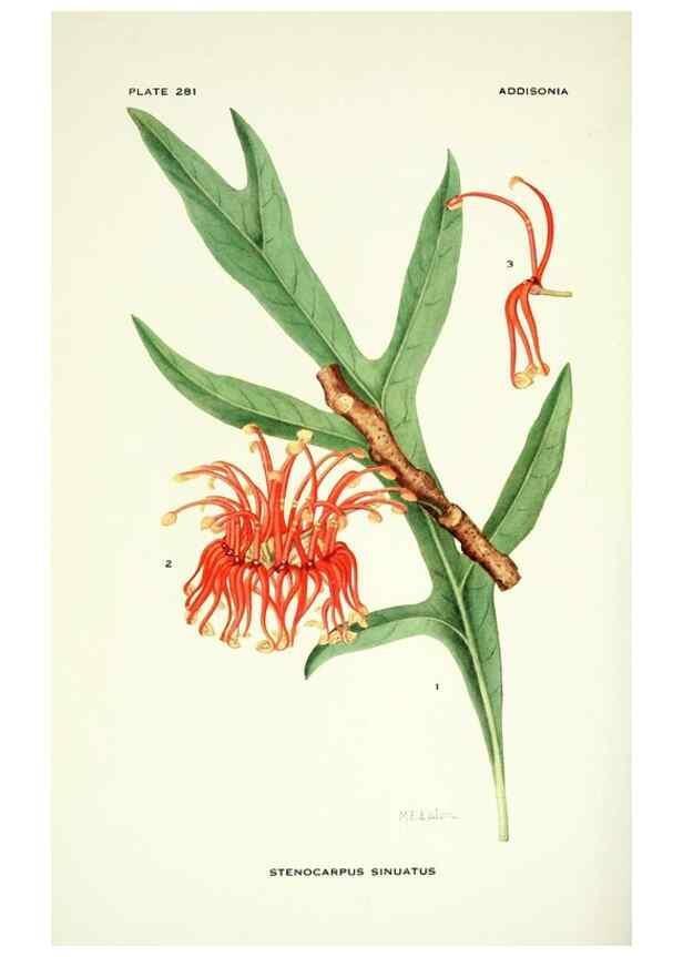 Reproducción/Reproduction 39954514473: Addisonia :. New York :New York Botanical Garden,1916-[1964].. 