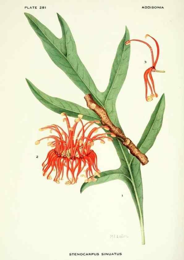 Reproducción/Reproduction 39954514473: Addisonia :. New York :New York Botanical Garden,1916-[1964].. 