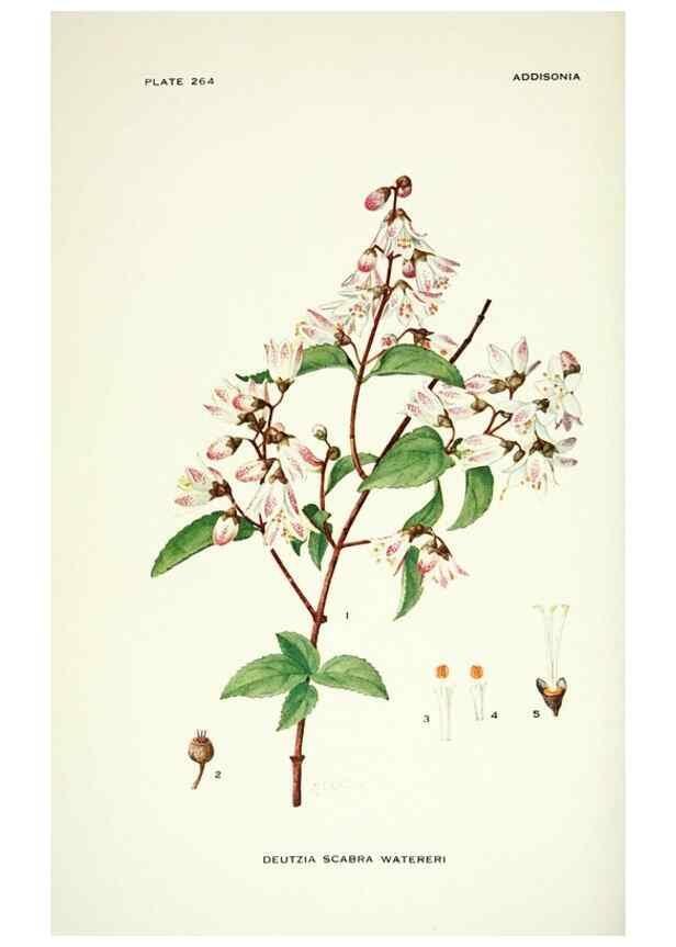 Reproducción/Reproduction 46004935375: Addisonia :. New York :New York Botanical Garden,1916-[1964].. 