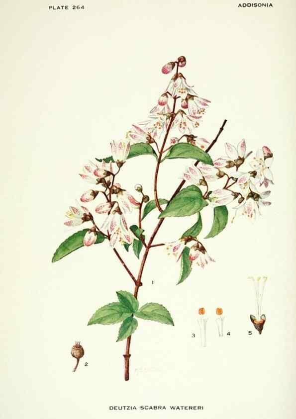 Reproducción/Reproduction 46004935375: Addisonia :. New York :New York Botanical Garden,1916-[1964].. 