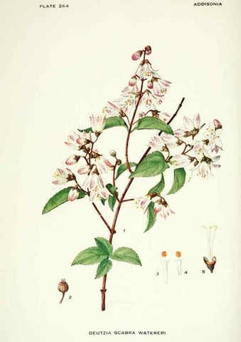 Reproducción/Reproduction 46004935375: Addisonia :. New York :New York Botanical Garden,1916-[1964].. 