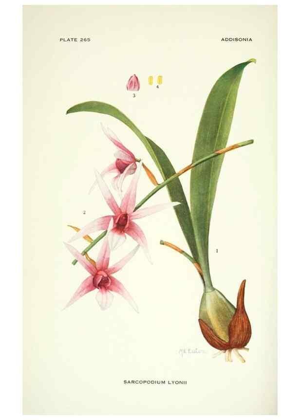 Reproducción/Reproduction 46867131092: Addisonia :. New York :New York Botanical Garden,1916-[1964].. 