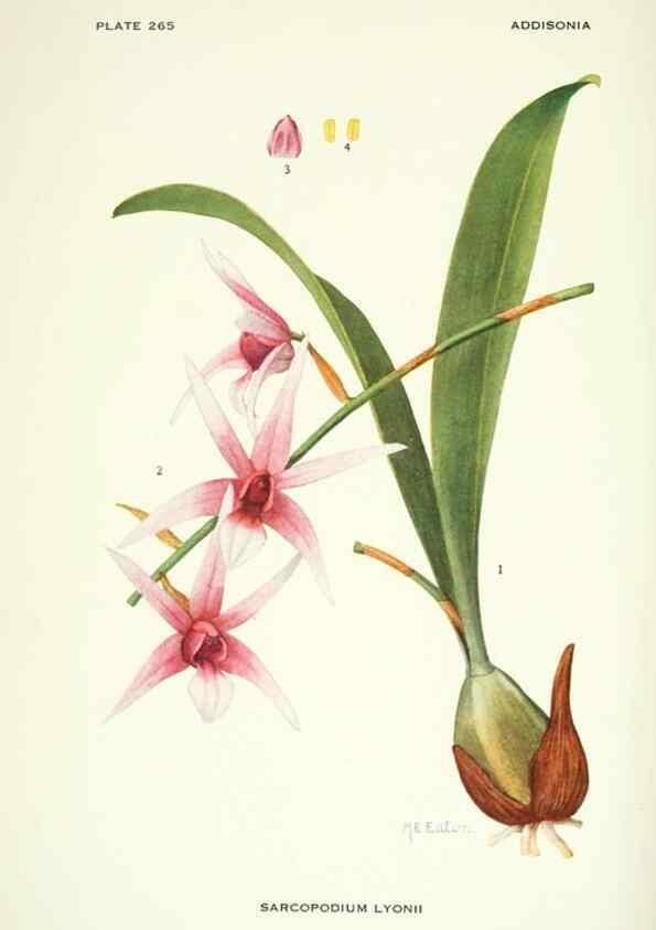Reproducción/Reproduction 46867131092: Addisonia :. New York :New York Botanical Garden,1916-[1964].. 